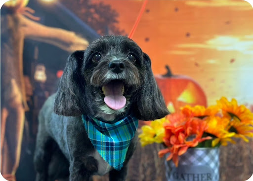 Custom Paws Pet Resort & Spa - Thumbnail