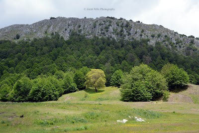 Linos, Tirane, Albania