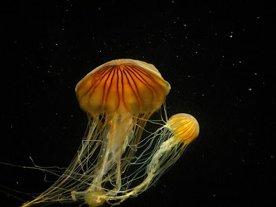 Tennessee Aquarium