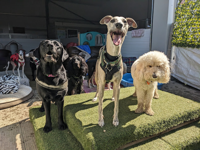 Scent-a-Barks - Doggy Day Care Centre