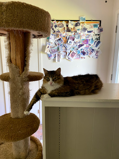 Loyalist Humane Society - Thumbnail