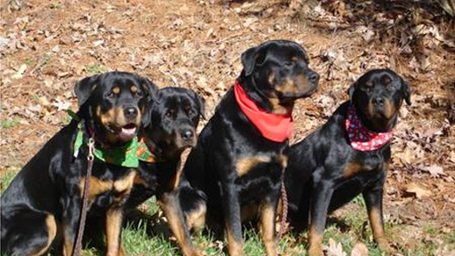 Deep Creek Kennel Logo