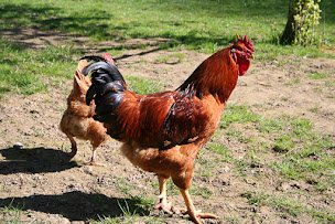 Photo n°23 de Ty Daou Gwez, Chambres & Tables d'hôtes à Irodouër (Crêperie)