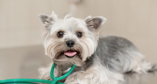 Clínica Veterinaria Calderón