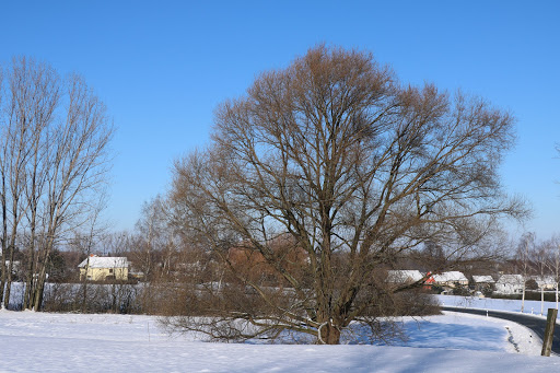alter Baum - Thumbnail