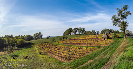 Vignoble de Ceyrat - Thumbnail