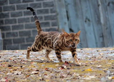 Deluxe Cattery - Bengal Cats For Sale