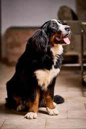 Photo n°19 de Restaurant & Camping La Cerise - Pizzeria & Pizza à emporter La Cerise à Malemort-du-Comtat (Piscine)