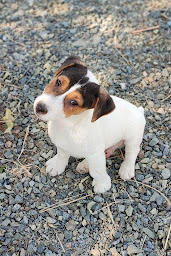 Photo n°3 de Élevage de la Pepey à Montsûrs (Éleveur de chiens)