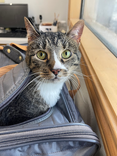 VCA Castle Hills Companion Animal Hospital - Thumbnail