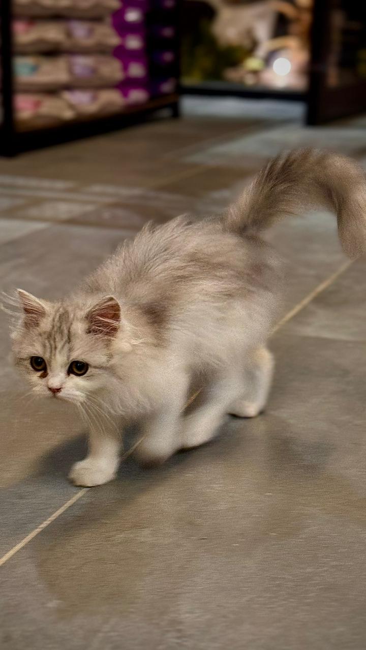 عيادة البسه كوما للحيوانات الأليفه - صورة 2