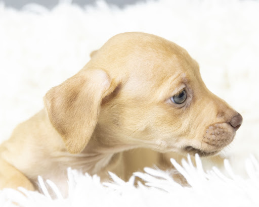 White River Humane Society