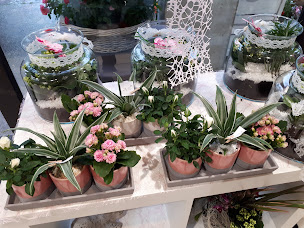 Photo n°10 de Le Jardin du Tillay à Saint-Herblain (Service de plantes d'intérieur)