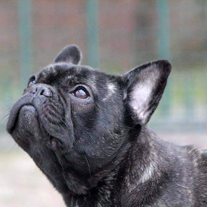 Allevamento ENCI Mio Vero Amore