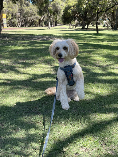 Wolfit Box | Dog Food Perth | Dog Food Subscription - Thumbnail