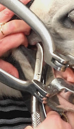 Photo n°6 de Véronique QUENSON - eurl Equine Dentisterie à Brebières (Dentiste)