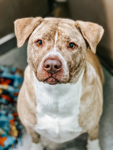 HSNT Keller Regional Adoption Center - Thumbnail