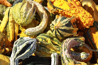 Photos of Live Oak Canyon Pumpkin Patch