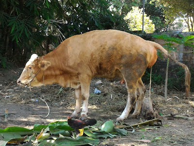 veterinary-care