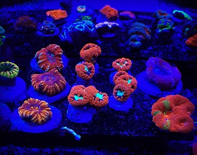 Fish and Coral Paradise