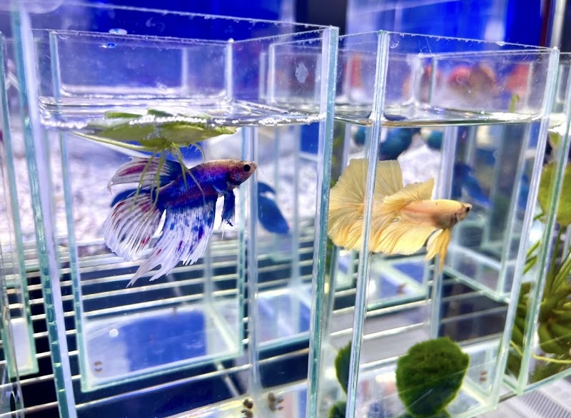 ペットショップ Aペット(ペットプラザ)東淀川菅原店