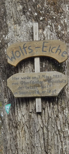 Wolfs-Eiche - Thumbnail