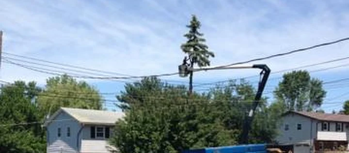 Cherry Hill Tree Expert Company