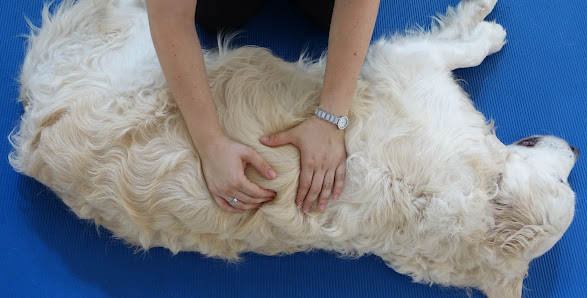 Pets Active - Physiotherapie und Osteopathie für Kleintiere Bertleinsbrücke 2, 69469 Weinheim, Deutschland