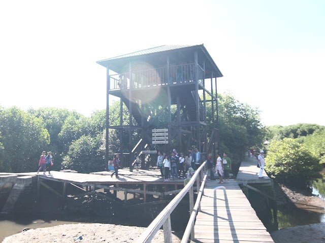 Mangrove Forest Suwung Kawuh