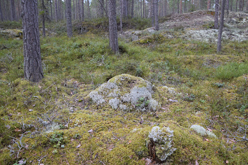 Tångbergets Naturreservat