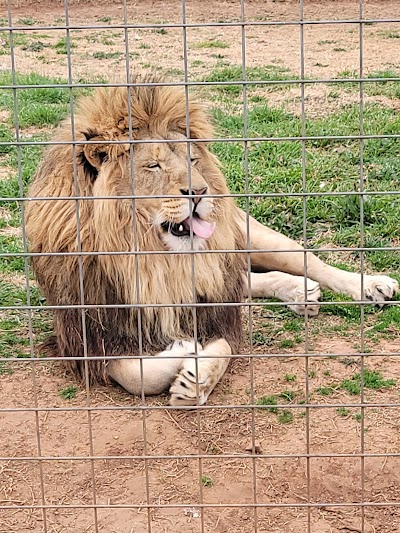 Tiger Safari Zoo