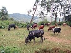 Forest Park Bansra, Muree, Pakistan murree