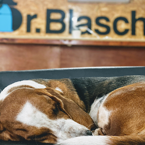 Fotografía de DR. BLASCHKE VETERINARIO Del propietario