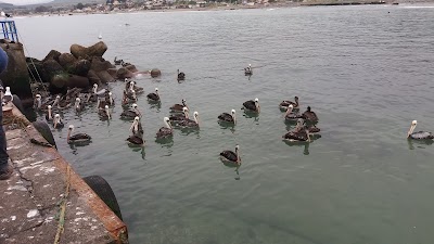 Photos of Molos Caleta San Pedro Los Vilos