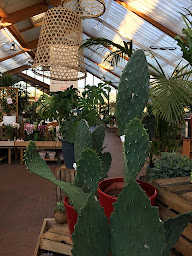 Photo n°25 de JARDILAND à Saint-Priest-en-Jarez (Pépinière)