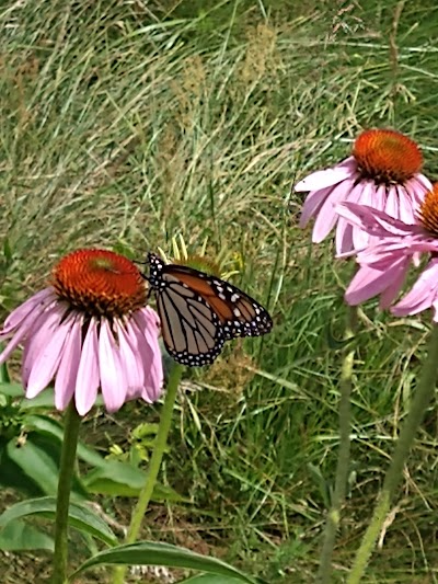 Butterfly Hill