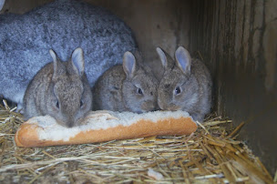 Photo n°14 de la petite ferme des vitoz à Assieu (Chambre d'hôtes)