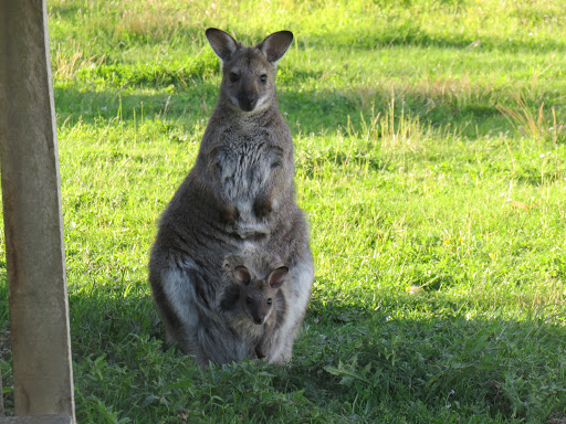 Photo 1 - Parc animalier de Saint-Clar: Le Vallon des Kangourous