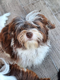 Photo n°3 de Ô P'tit Havanais Gourmand à Saint-Cyr-en-Talmondais (Éleveur de chiens)