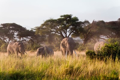 Photos of Tsavo West National Park