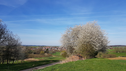 Alte Kirschbäume - Thumbnail