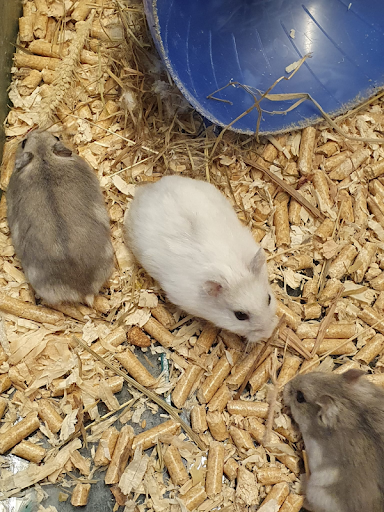 L'Arca - Tutto per gli Animali - Thumbnail