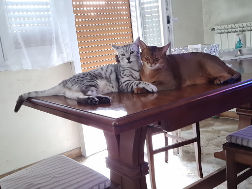 Ambulatorio Veterinario Dr. Pagotto Annarita - Thumbnail