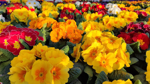 Malassé Fleurs - Thumbnail
