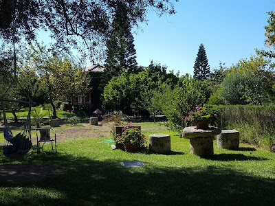 Photos of Dendrolivano
