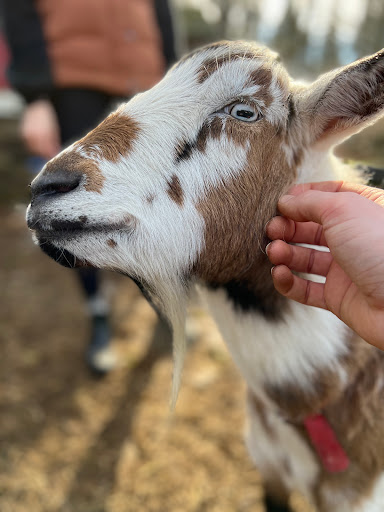 Prancing Goat Farm - Thumbnail