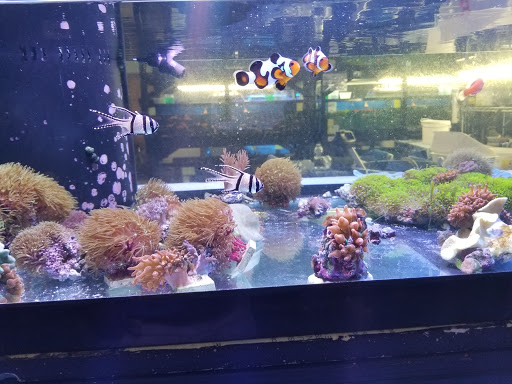 Planete Mer - Visual