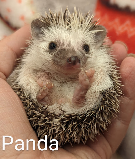 Quirky Quills Hedgehogs - Thumbnail