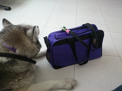 Photos of Dingo Clinical Veterinary Center