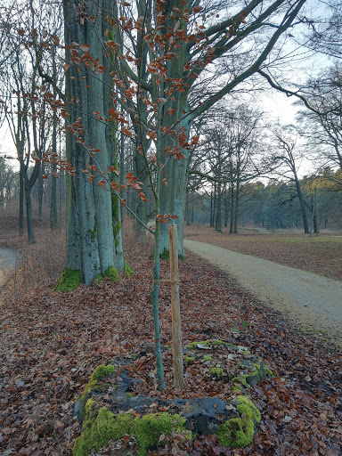 Baum im Baum - Visual